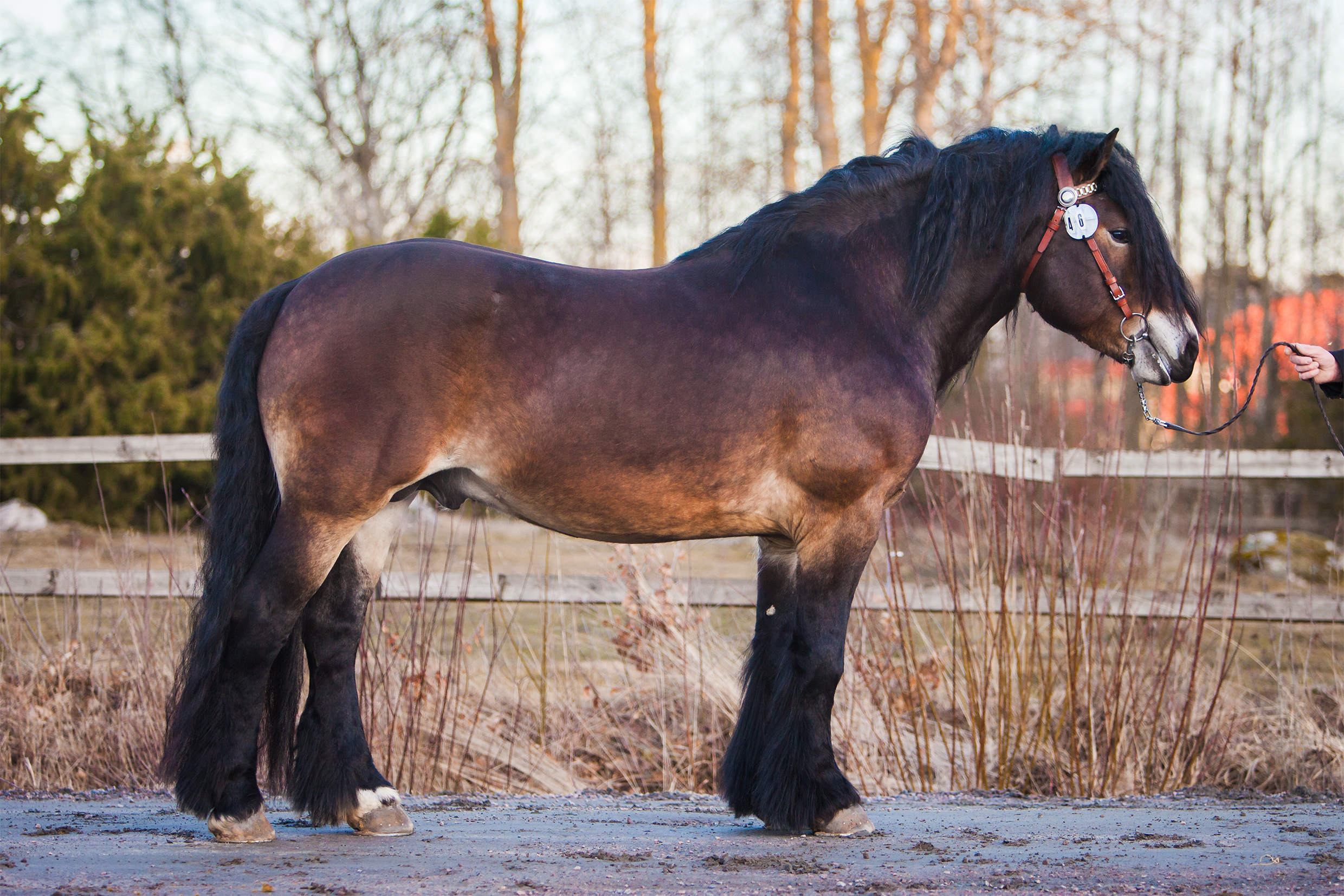 Buster2112_14x21cm